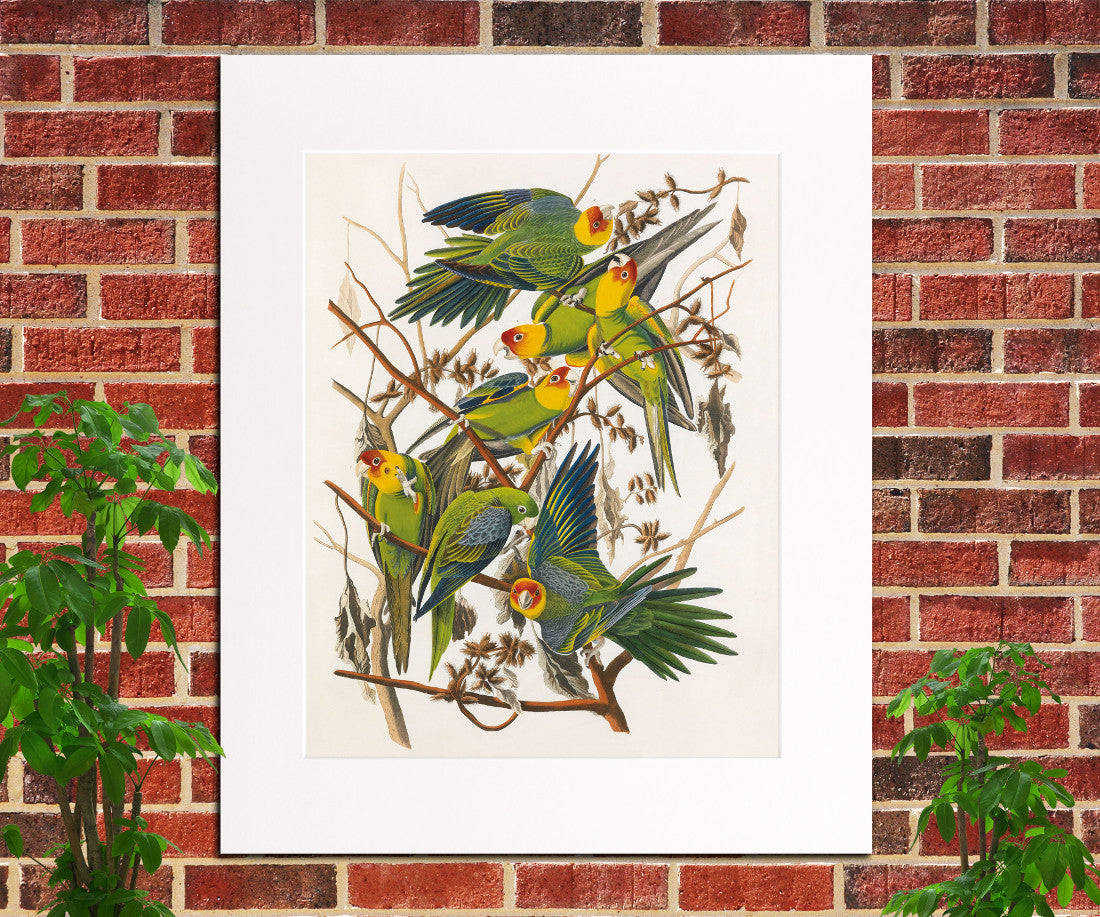 Carolina Parrot Illustration Print Vintage Bird Sketch Art 0406