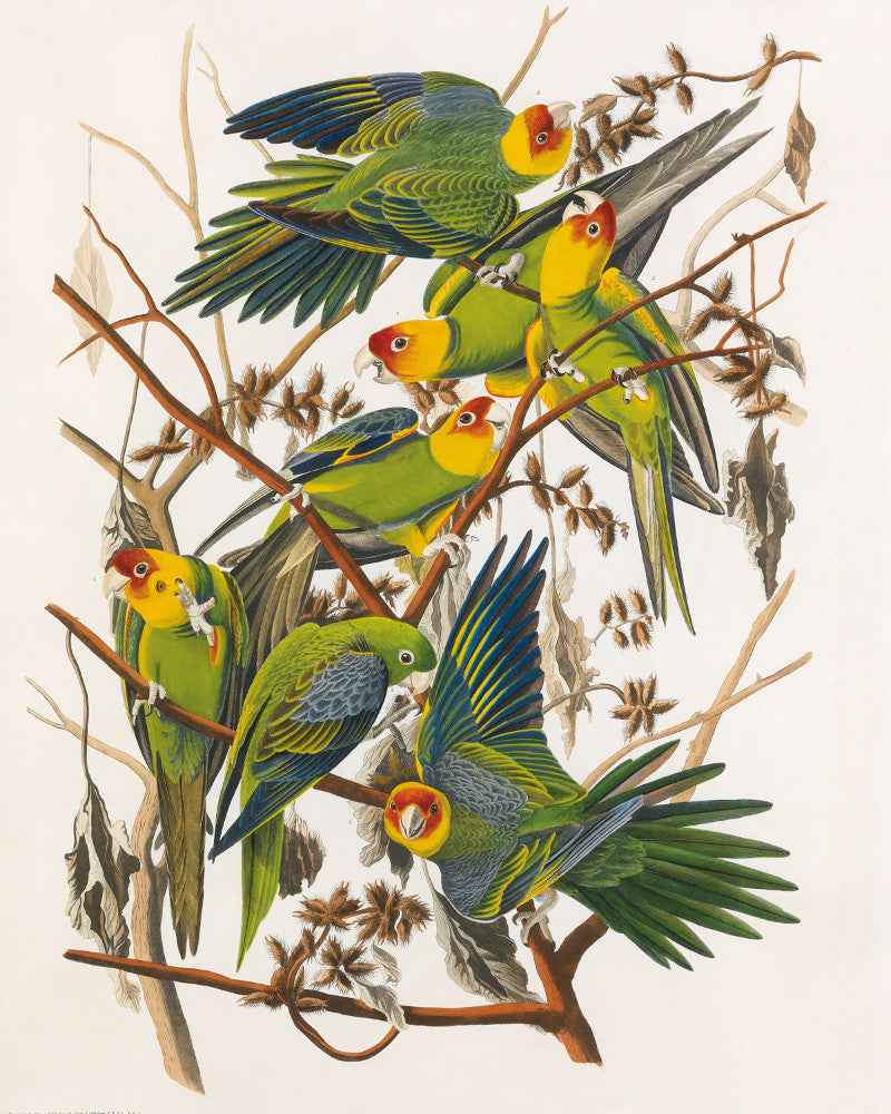 Carolina Parrot Illustration Print Vintage Bird Sketch Art 0406
