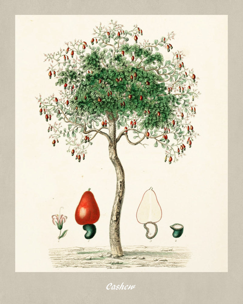 Cashew Print Vintage Botanical Illustration Poster Art - OnTrendAndFab