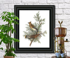 Cedar Bird Illustration Print Vintage Bird Sketch Art 0419