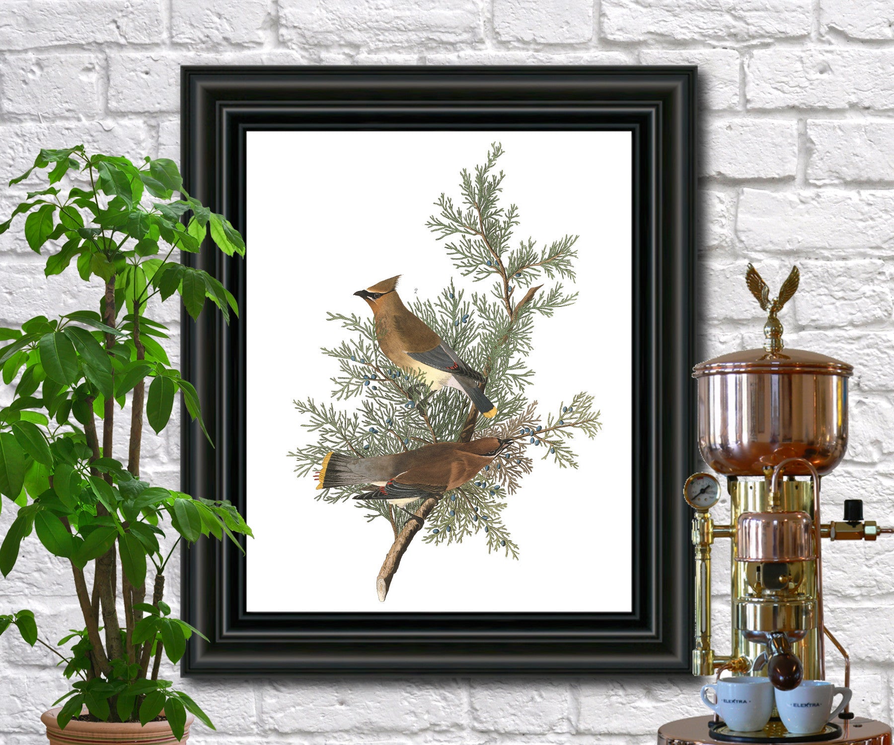 Cedar Bird Illustration Print Vintage Bird Sketch Art 0419