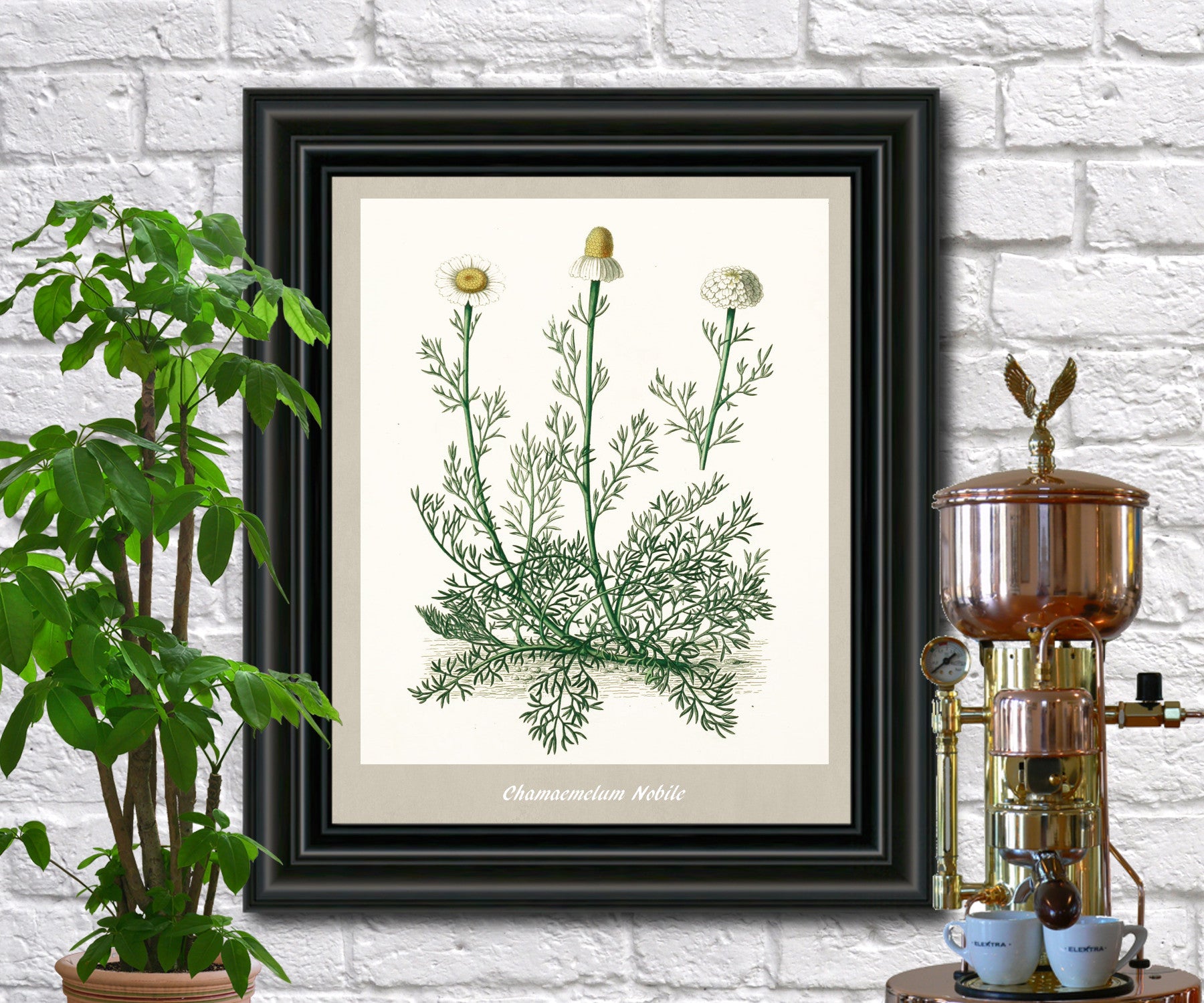 Chamomile Print Vintage Botanical Illustration Poster Art - OnTrendAndFab