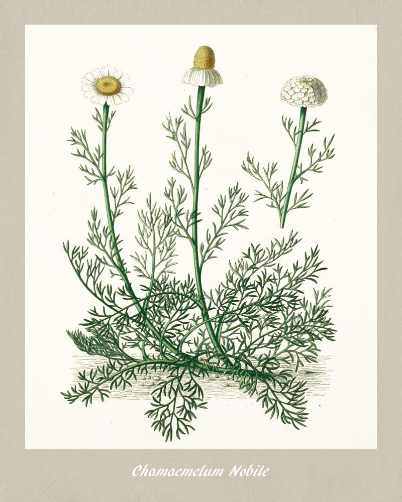 Chamomile Print Vintage Botanical Illustration Poster Art - OnTrendAndFab