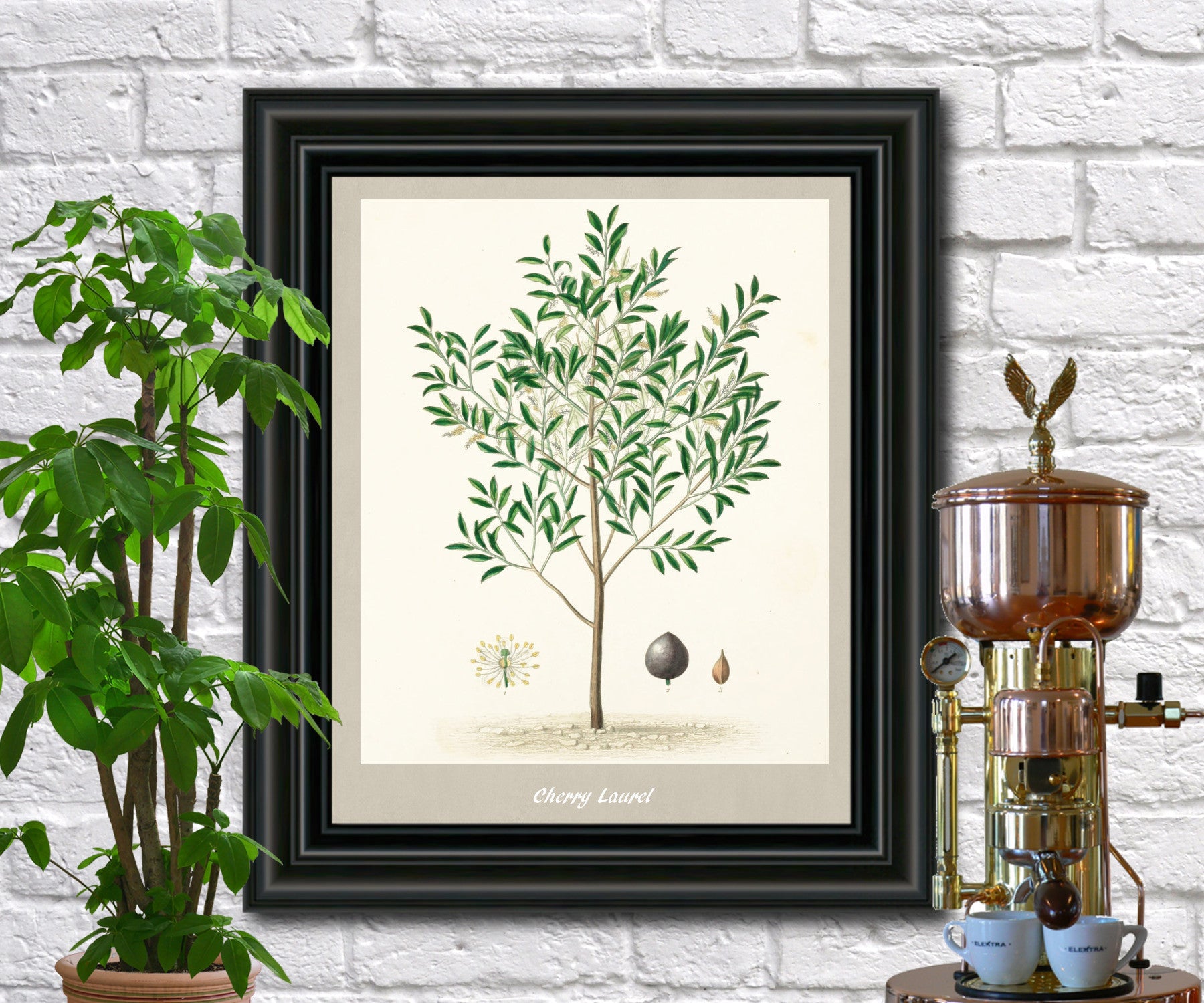 Cherry Laurel Print Vintage Botanical Illustration Poster Art - OnTrendAndFab