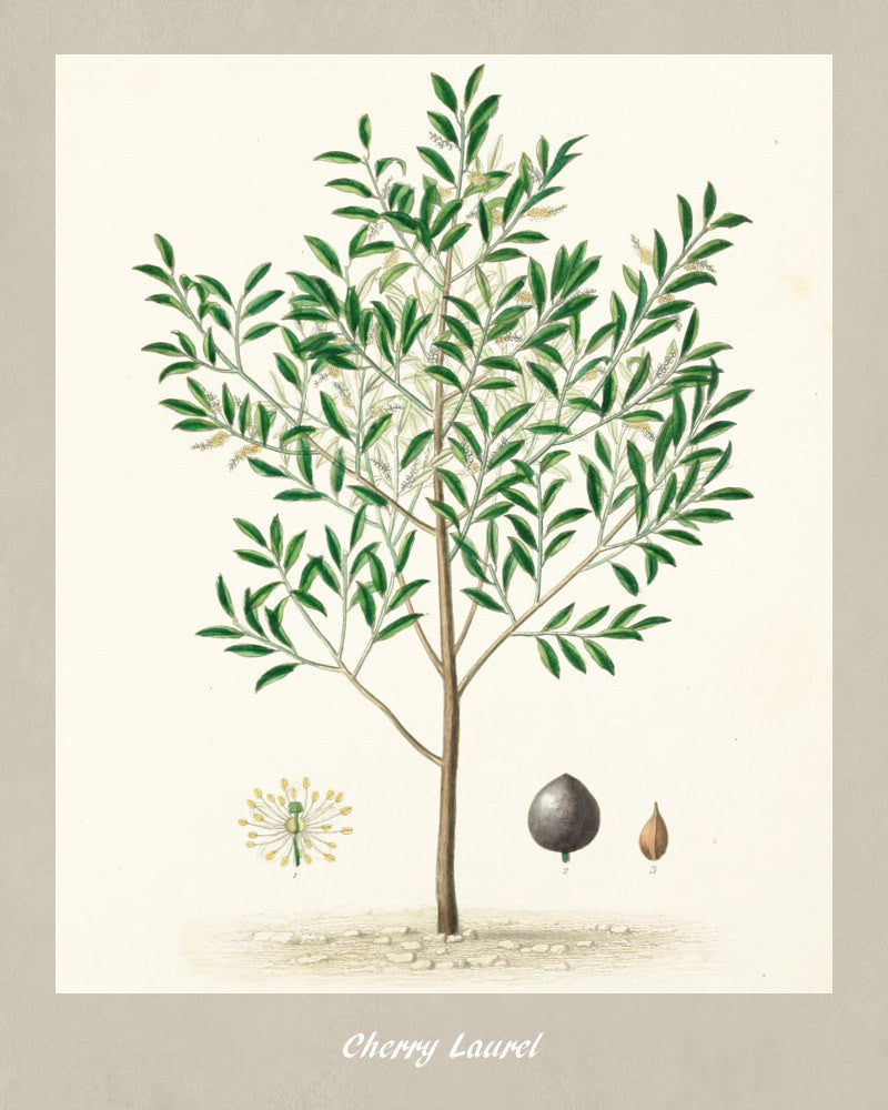 Cherry Laurel Print Vintage Botanical Illustration Poster Art - OnTrendAndFab