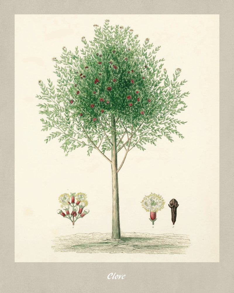 Clove Print Vintage Botanical Illustration Poster Art - OnTrendAndFab