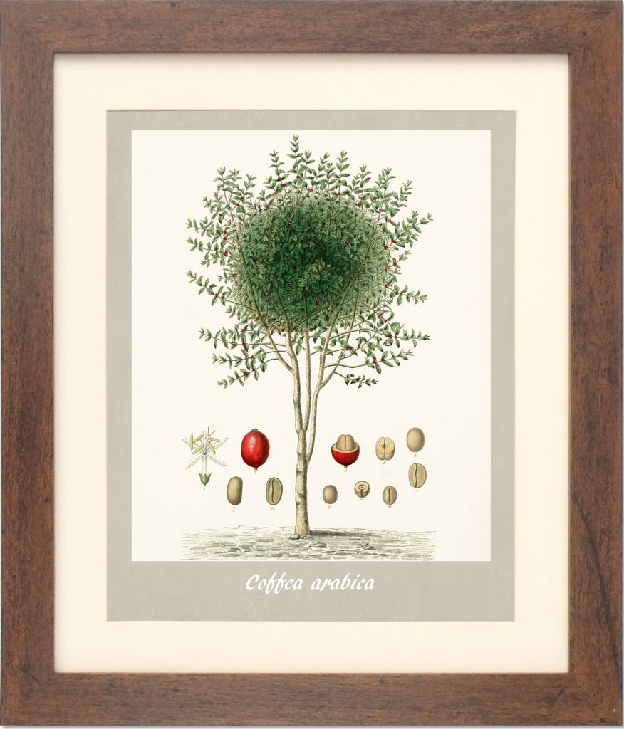 Coffee Bean Framed Botanical Print Limited Edition