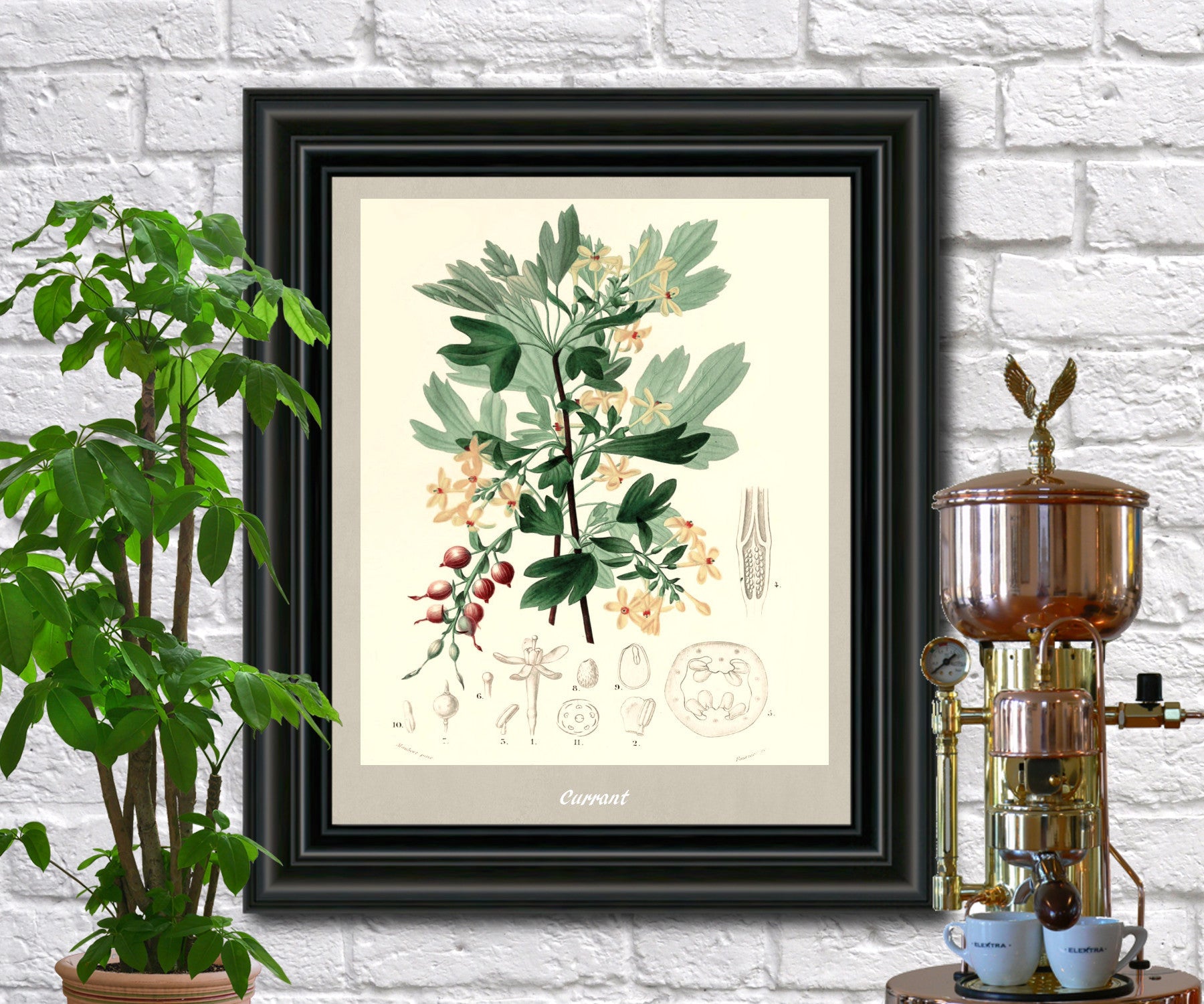 Currant Print Vintage Botanical Illustration Poster Art - OnTrendAndFab