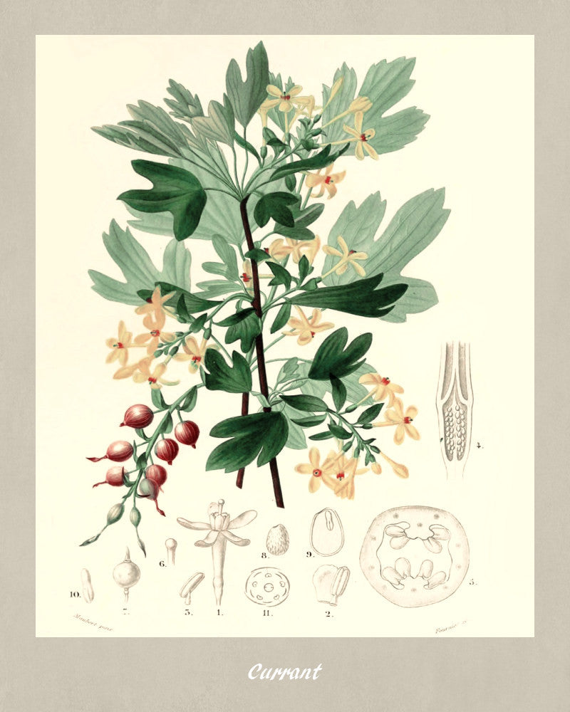 Currant Print Vintage Botanical Illustration Poster Art - OnTrendAndFab