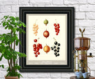 Currants Print Vintage Botanical Illustration Poster Art - OnTrendAndFab