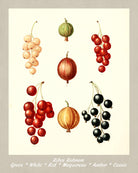 Currants Print Vintage Botanical Illustration Poster Art - OnTrendAndFab