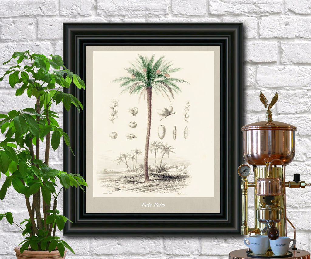 Date Palm Print Vintage Botanical Illustration Poster Art - OnTrendAndFab