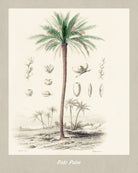 Date Palm Print Vintage Botanical Illustration Poster Art - OnTrendAndFab