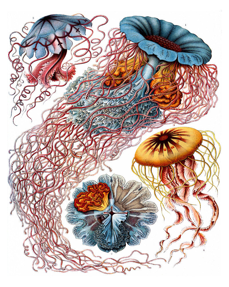 jellyfish illustration