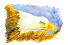 Eagle Watercolour Print, Andi Lucas Wildlife Art