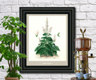 Sage Print Vintage Botanical Illustration Poster Art - OnTrendAndFab