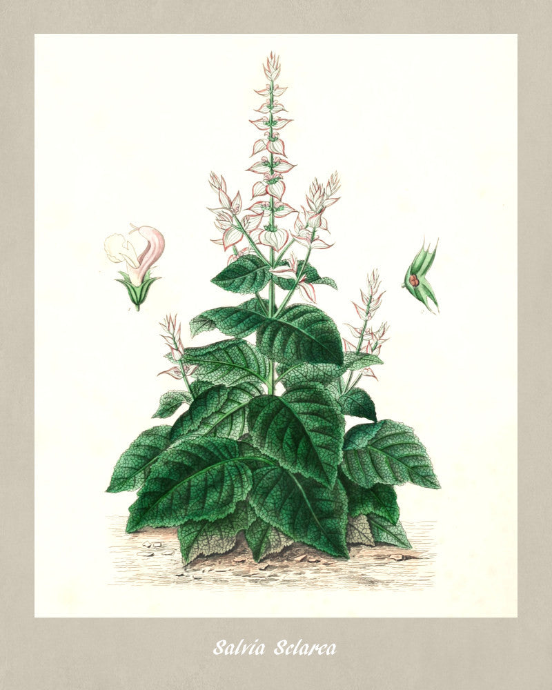 Sage Print Vintage Botanical Illustration Poster Art - OnTrendAndFab