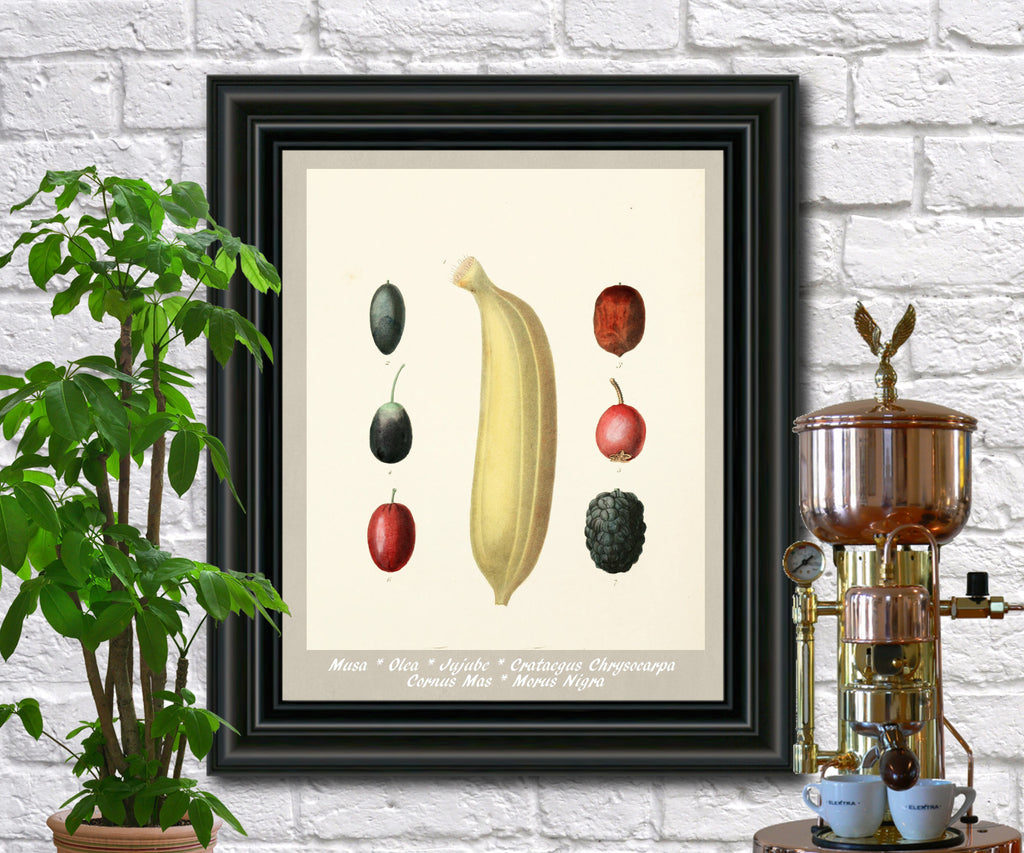 Fruits Print Vintage Botanical Illustration Poster Art