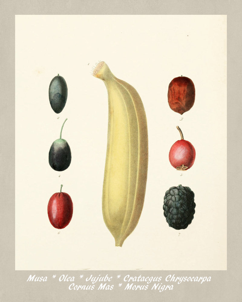 Fruits Print Vintage Botanical Illustration Poster Art