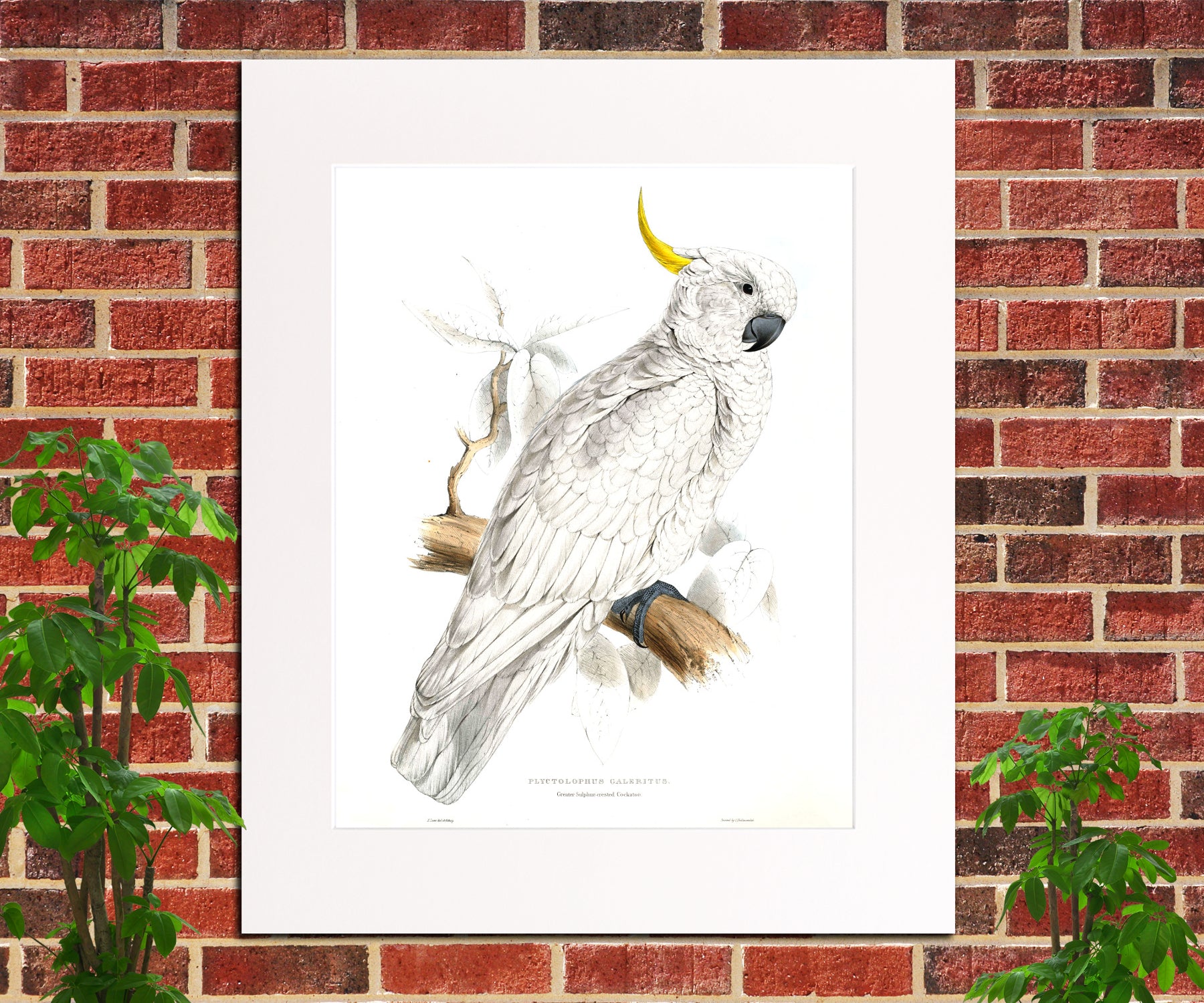 Greater Sulphur Crested Cockatoo Illustration Print Vintage Bird Sketch Art 0428