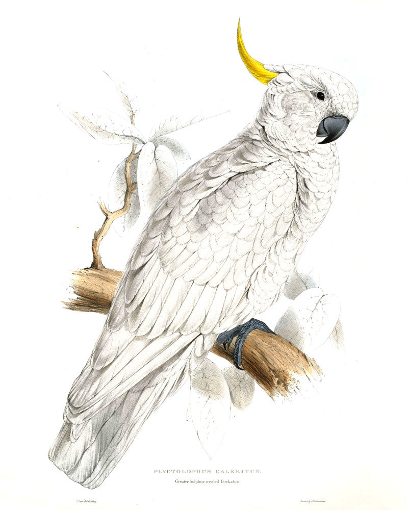 Greater Sulphur Crested Cockatoo Illustration Print Vintage Bird Sketch Art 0428