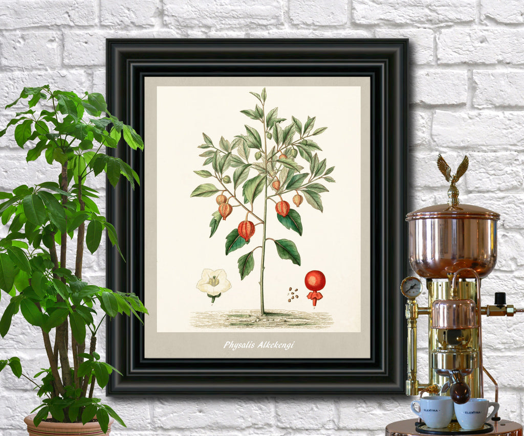 Ground Cherry Print Vintage Botanical Illustration Poster Art - OnTrendAndFab