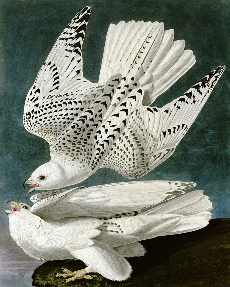 Gyrfalcon Illustration Print Vintage Bird Sketch Art 0408