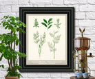 Herbs Print Vintage Botanical Illustration Poster Art - OnTrendAndFab