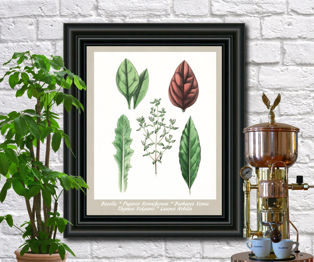 Herbs Print Vintage Botanical Illustration Poster Art - OnTrendAndFab