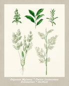 Herbs Print Vintage Botanical Illustration Poster Art - OnTrendAndFab