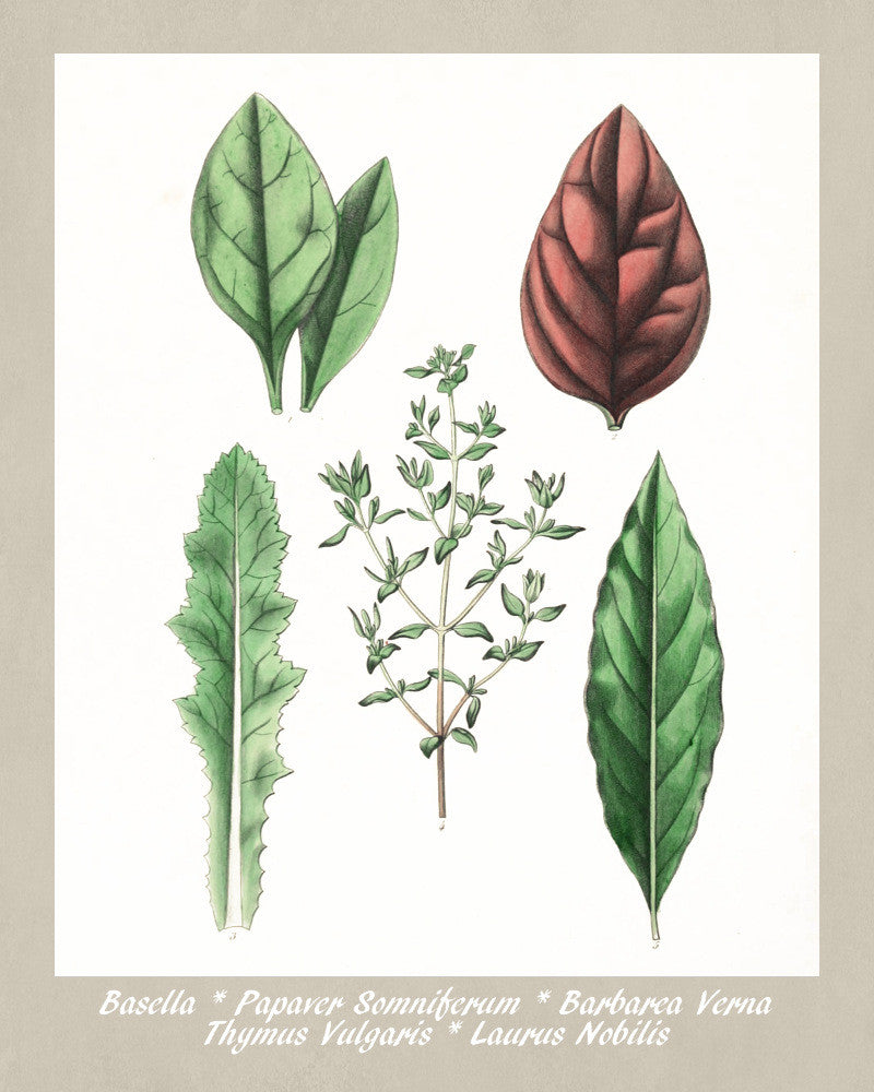 Herbs Print Vintage Botanical Illustration Poster Art - OnTrendAndFab