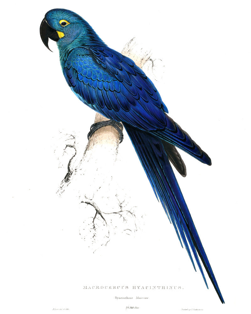 Hyacinth Macaw Illustration Print Vintage Bird Sketch Art 0426