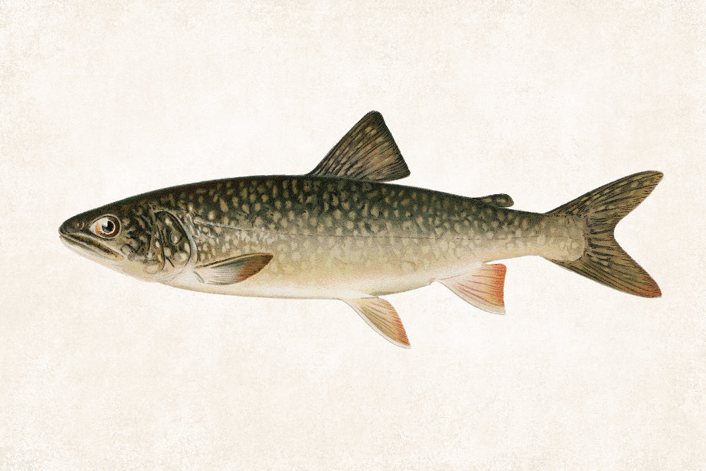 Lake Trout Fishing Print, Angling Wall Art 0583