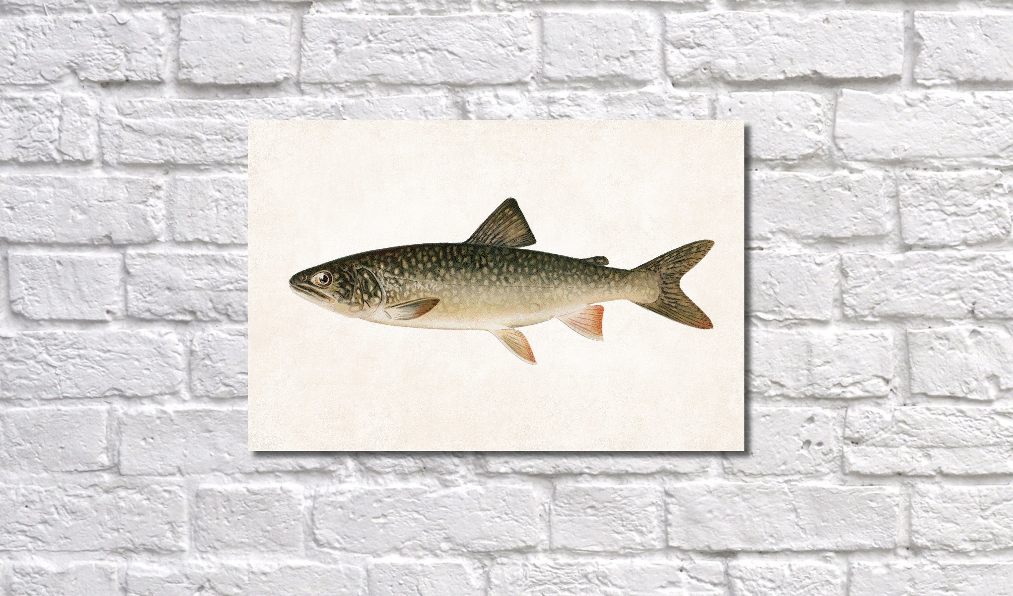 Lake Trout Fishing Print, Angling Wall Art 0583