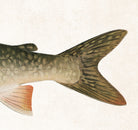 Lake Trout Fishing Print, Angling Wall Art 0583