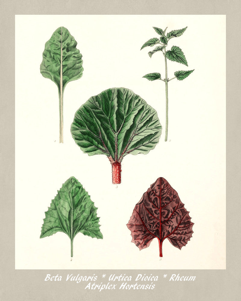 Leaves Print Vintage Botanical Illustration Poster Art - OnTrendAndFab