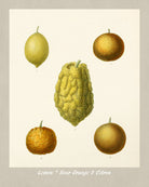 Lemons Print Vintage Botanical Illustration Poster Art - OnTrendAndFab