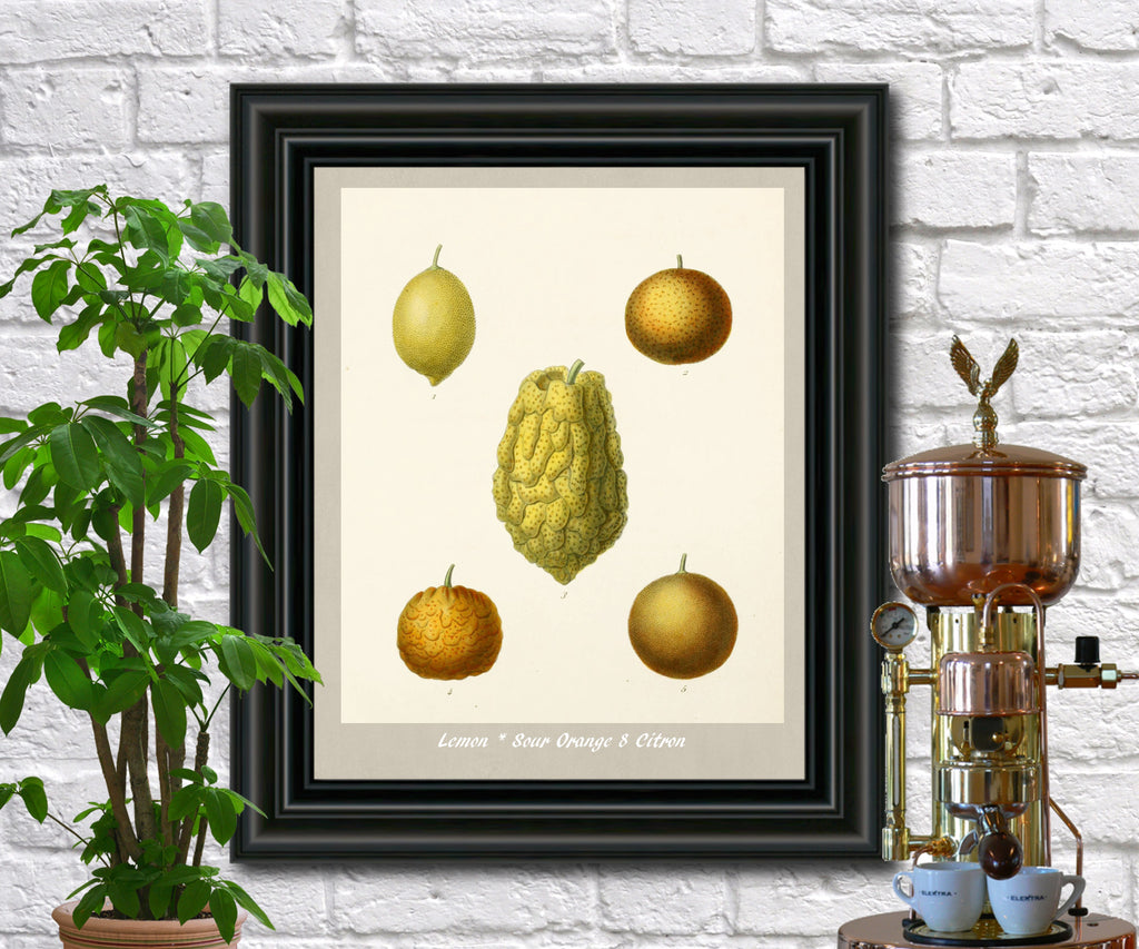 Lemons Print Vintage Botanical Illustration Poster Art - OnTrendAndFab