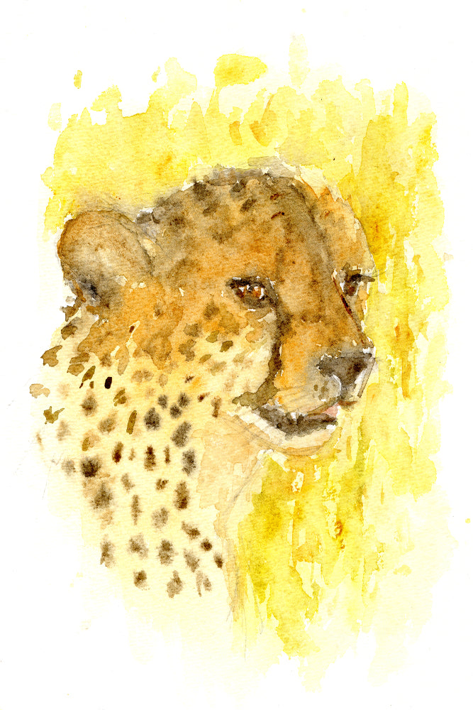 Cheetah Watercolour Print, Andi Lucas Wildlife Art