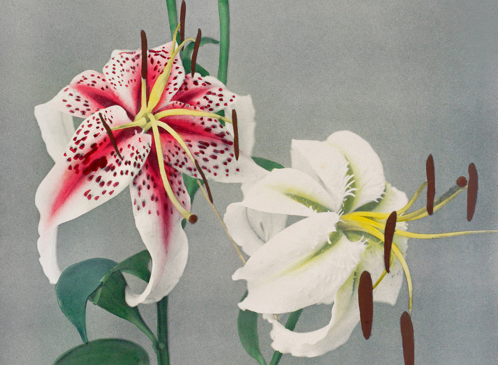 Ogawa Kazumasa Botanical Art Print, Lily