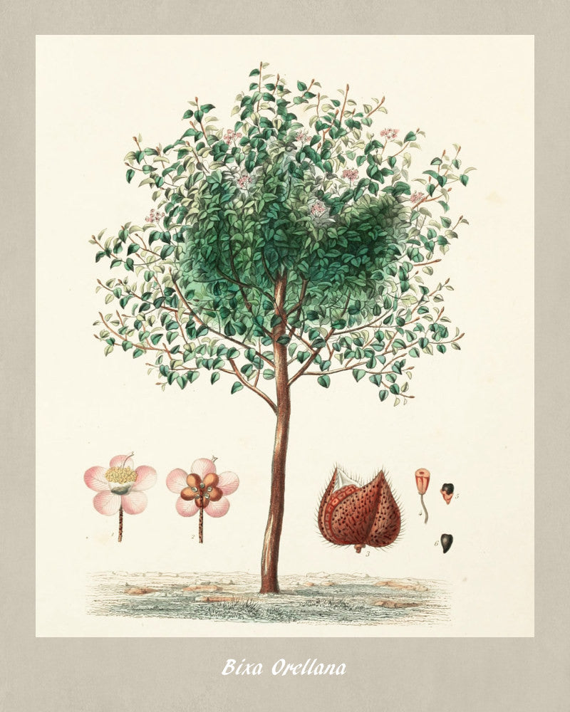 Lipstick Tree Print Vintage Botanical Illustration Poster Art - OnTrendAndFab