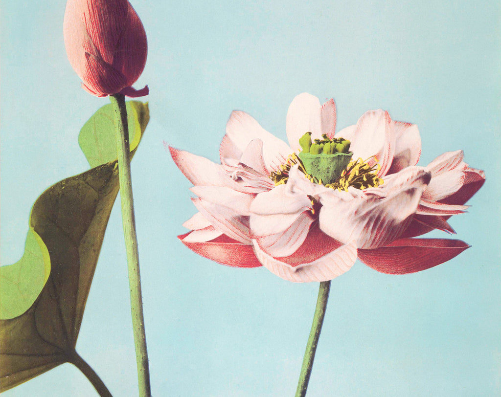 Ogawa Kazumasa Botanical Art Print, Lotus Flowers