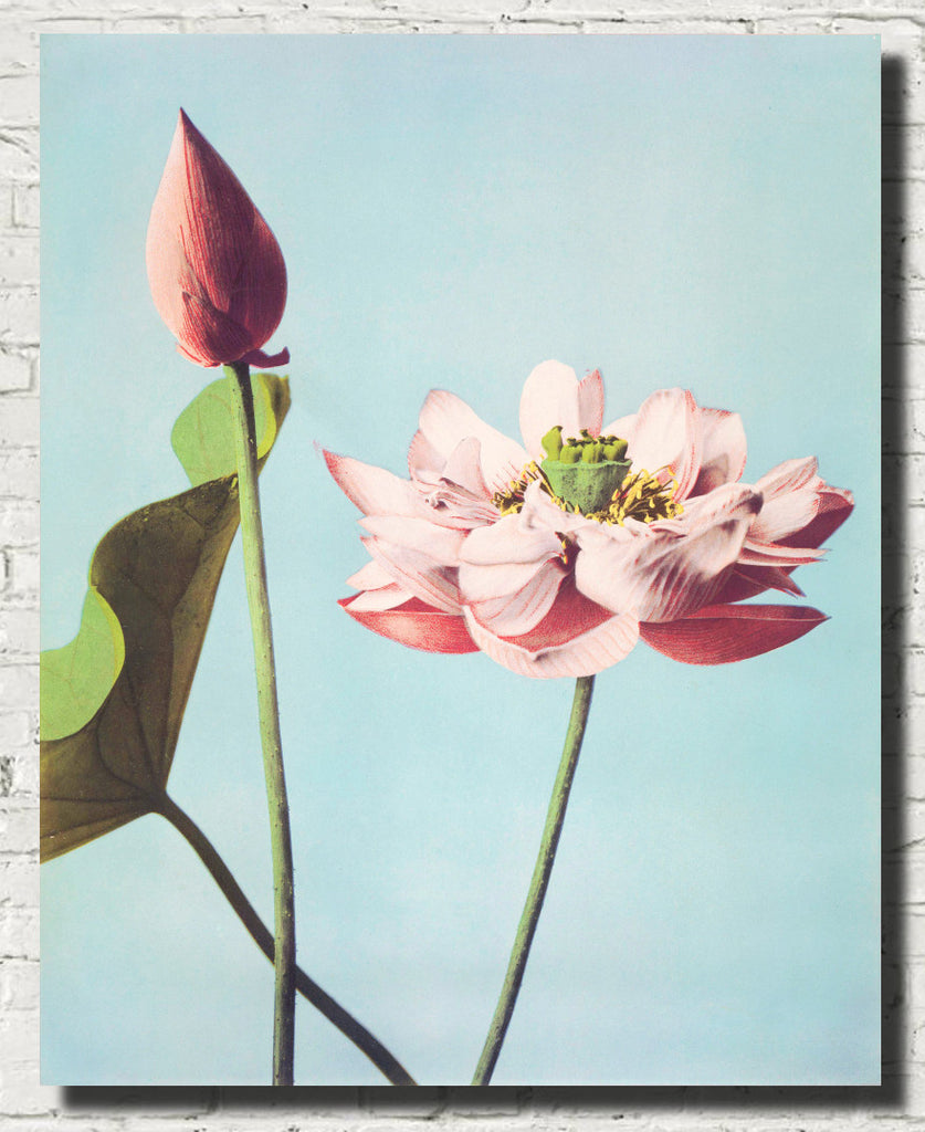 Ogawa Kazumasa Botanical Art Print, Lotus Flowers