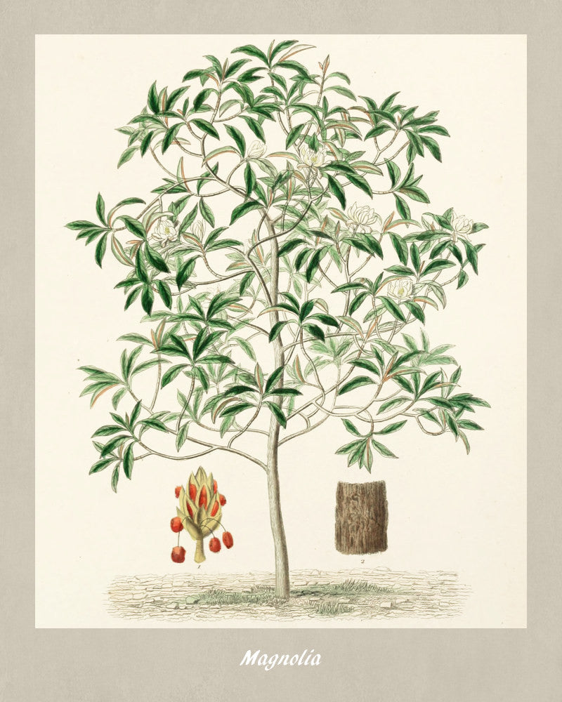 Magnolia Print Vintage Botanical Illustration Poster Art - OnTrendAndFab