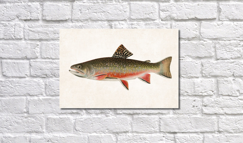 Male Brook Trout Fishing Print, Angling Wall Art 0584