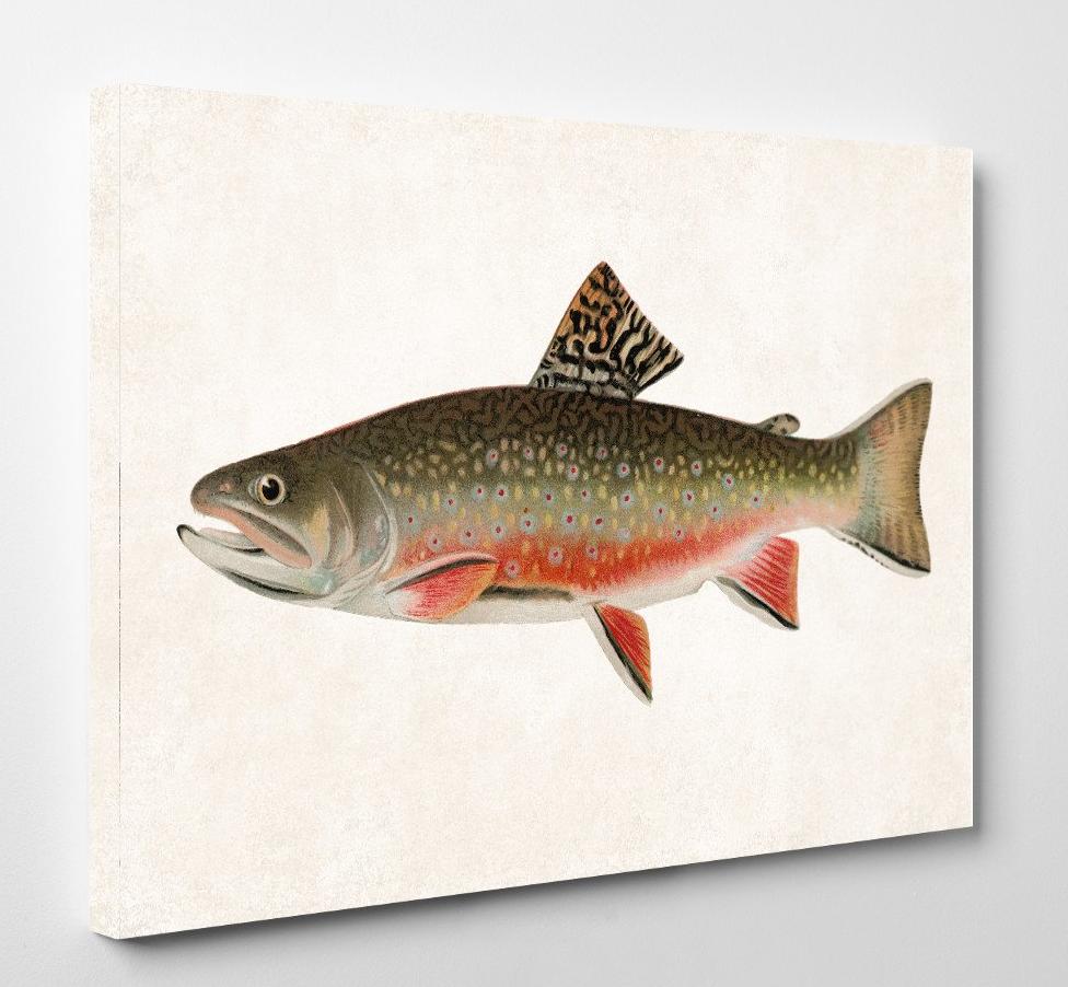 Male Brook Trout Fishing Print, Angling Wall Art 0584