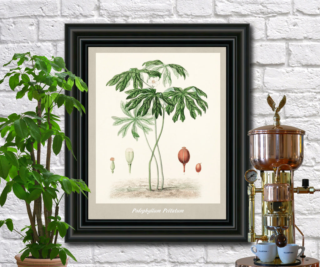 Mayapple Print Vintage Botanical Illustration Poster Art - OnTrendAndFab