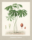 Mayapple Print Vintage Botanical Illustration Poster Art - OnTrendAndFab