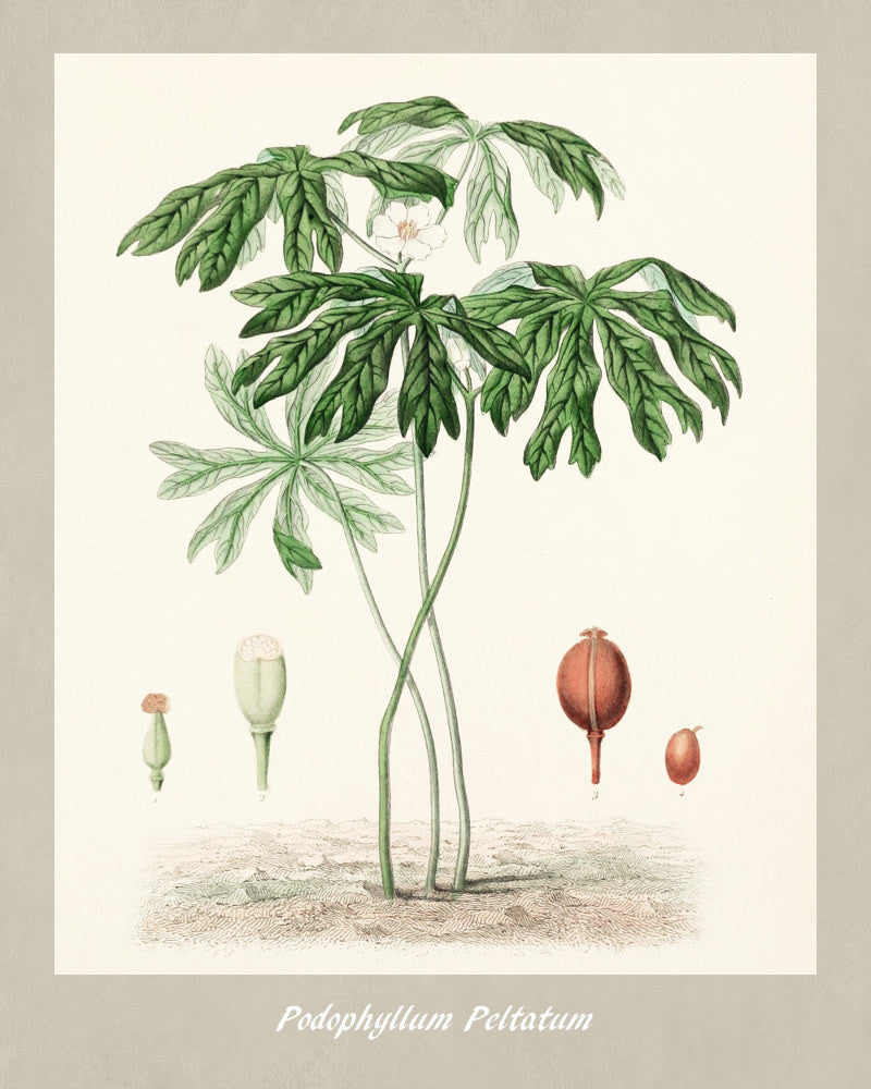 Mayapple Print Vintage Botanical Illustration Poster Art - OnTrendAndFab
