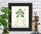 Mustard Print Vintage Botanical Illustration Poster Art - OnTrendAndFab